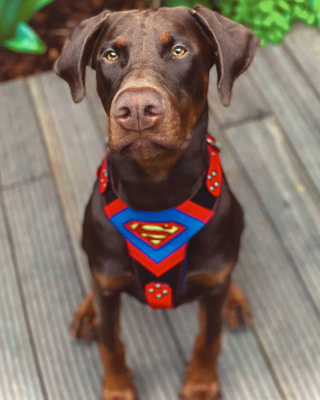 Superdog Harness Medium Size-3
