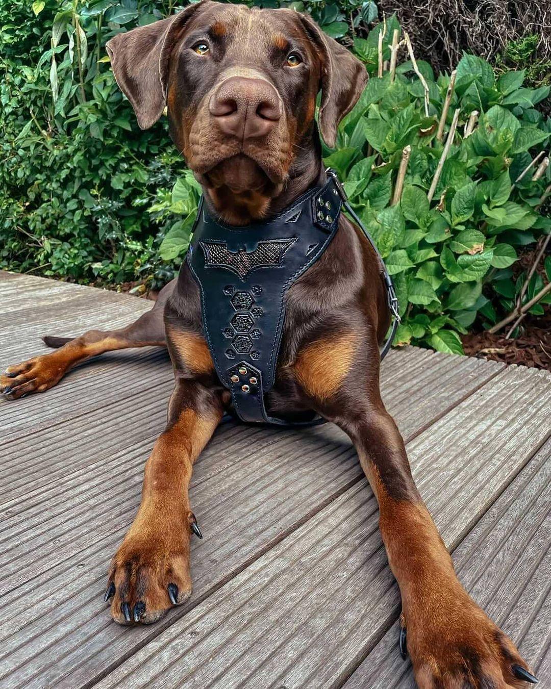 ''BATMAN'' HARNESS-2