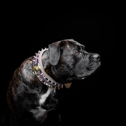 The Candy Dog Collar-4