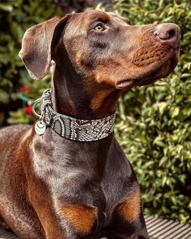 The ''Rock Python'' collar-4